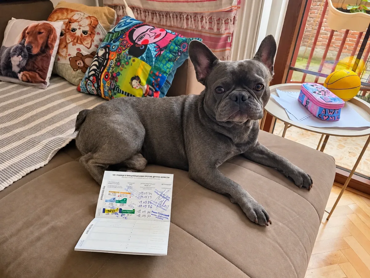 Zuma the French Bulldog lying beside his vaccination record booklet.